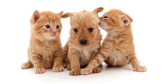 Only the best for your Fur Babies with our Premium Veterinary Compounding products