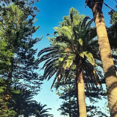 Saccharin Sodium, Dihydrate, Powder, USP