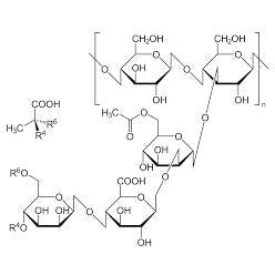 Xanthan Gum, NF (Fine Powder)